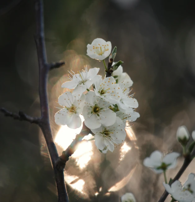 a close up of a flower on a tree, an album cover, inspired by Elsa Bleda, unsplash, light and space, cherry blosom trees, back lit lighting, taken in the late 2010s, medium format. soft light