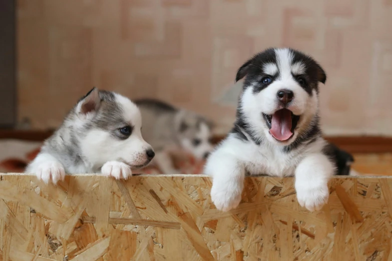 two puppies sitting on top of a wooden box, by Emma Andijewska, pexels contest winner, bauhaus, husky, thumbnail, stainless steel, excited