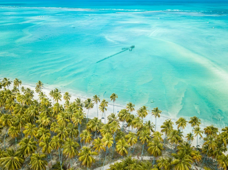 an aerial view of a beach with palm trees, pexels contest winner, chartreuse and orange and cyan, thumbnail, crystal clear sea, conde nast traveler photo