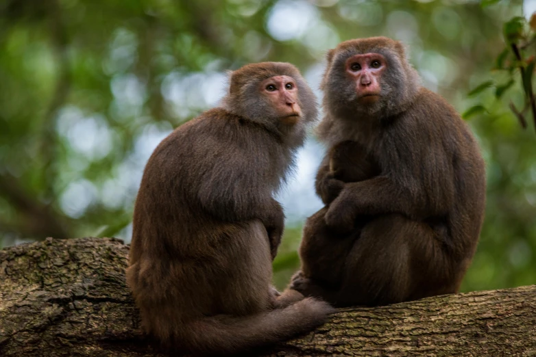 a couple of monkeys sitting on top of a tree, a portrait, trending on pexels, taiwan, slide show, amanda lilleston, blank