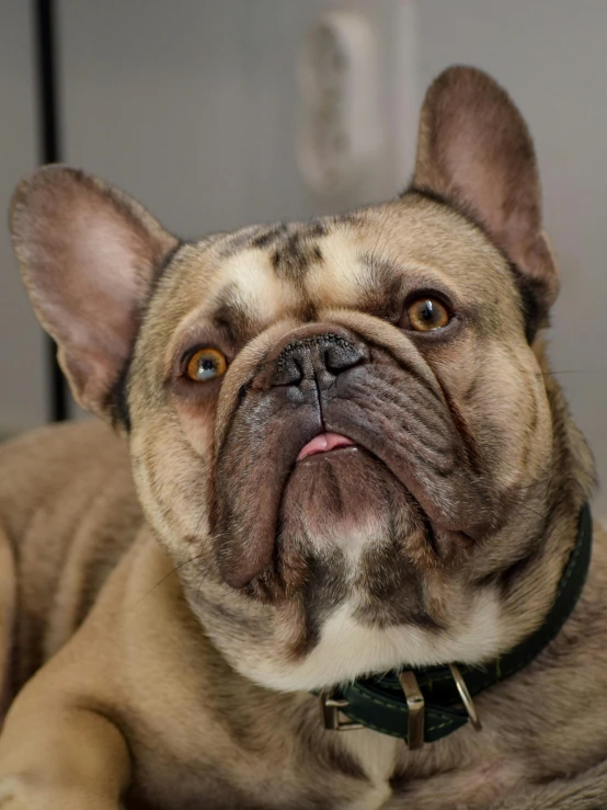 a close up of a dog laying on a bed, french bulldog, with a pointed chin, slide show, multicoloured