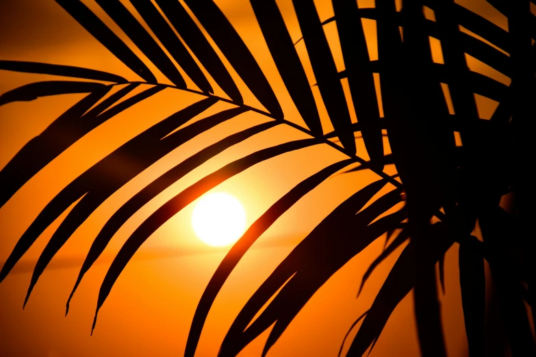 the sun is setting behind a palm tree, pexels, leaf, instagram post, warm golden backlit, 8k 50mm iso 10