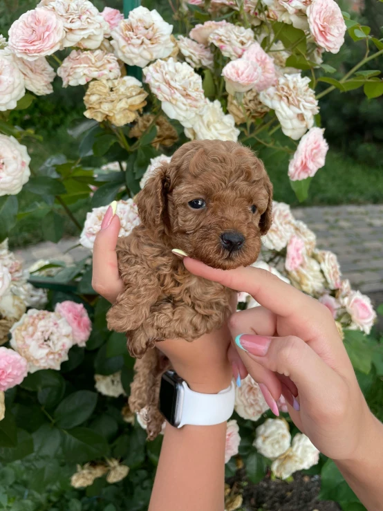 a person holding a puppy in front of a bush of flowers, 🎀 🧟 🍓 🧚, uploaded, caramel, extremely polished