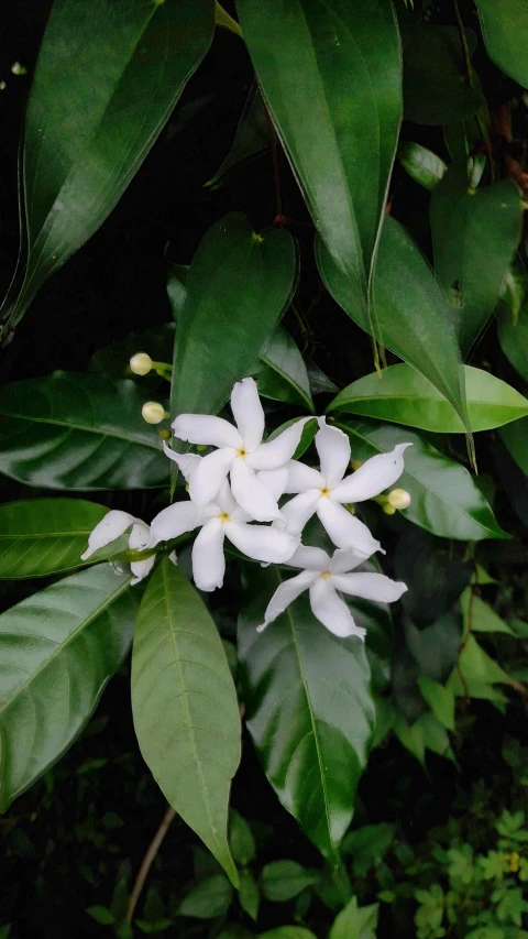 a group of white flowers sitting on top of a lush green forest, hurufiyya, tropical houseplants, fiona staples, vanilla, orange plants