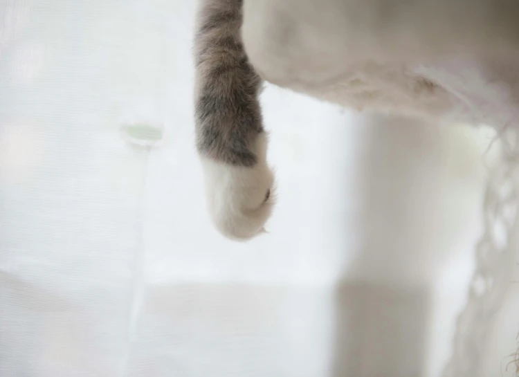 a close up of a cat's paw on a curtain, by Shigeru Aoki, unsplash, cat is floating in air, white and grey, catwalk, on a white table