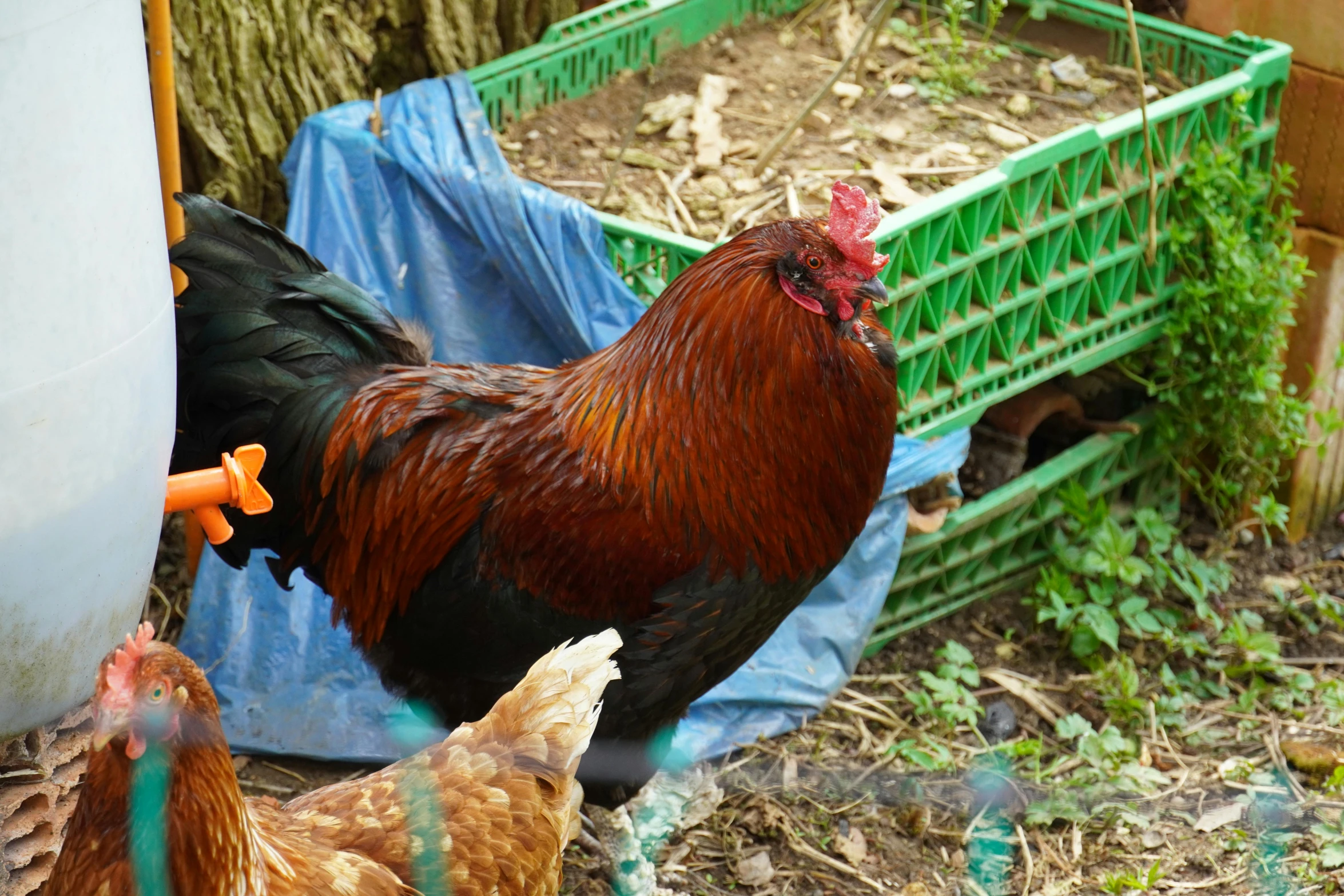 a group of chickens standing next to each other, a portrait, unsplash, profile image, kete butcher, male emaciated, gardening