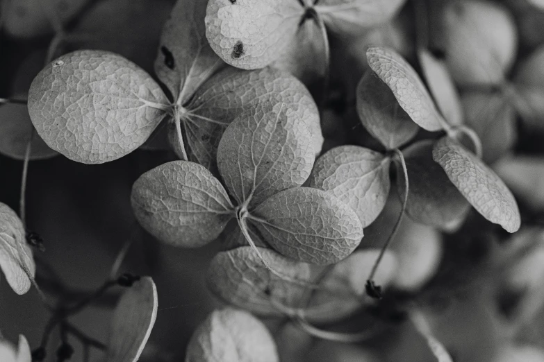 a black and white photo of a bunch of flowers, by Adam Marczyński, pexels contest winner, made of leaves, hydrangea, dried vines, vintage closeup photograph