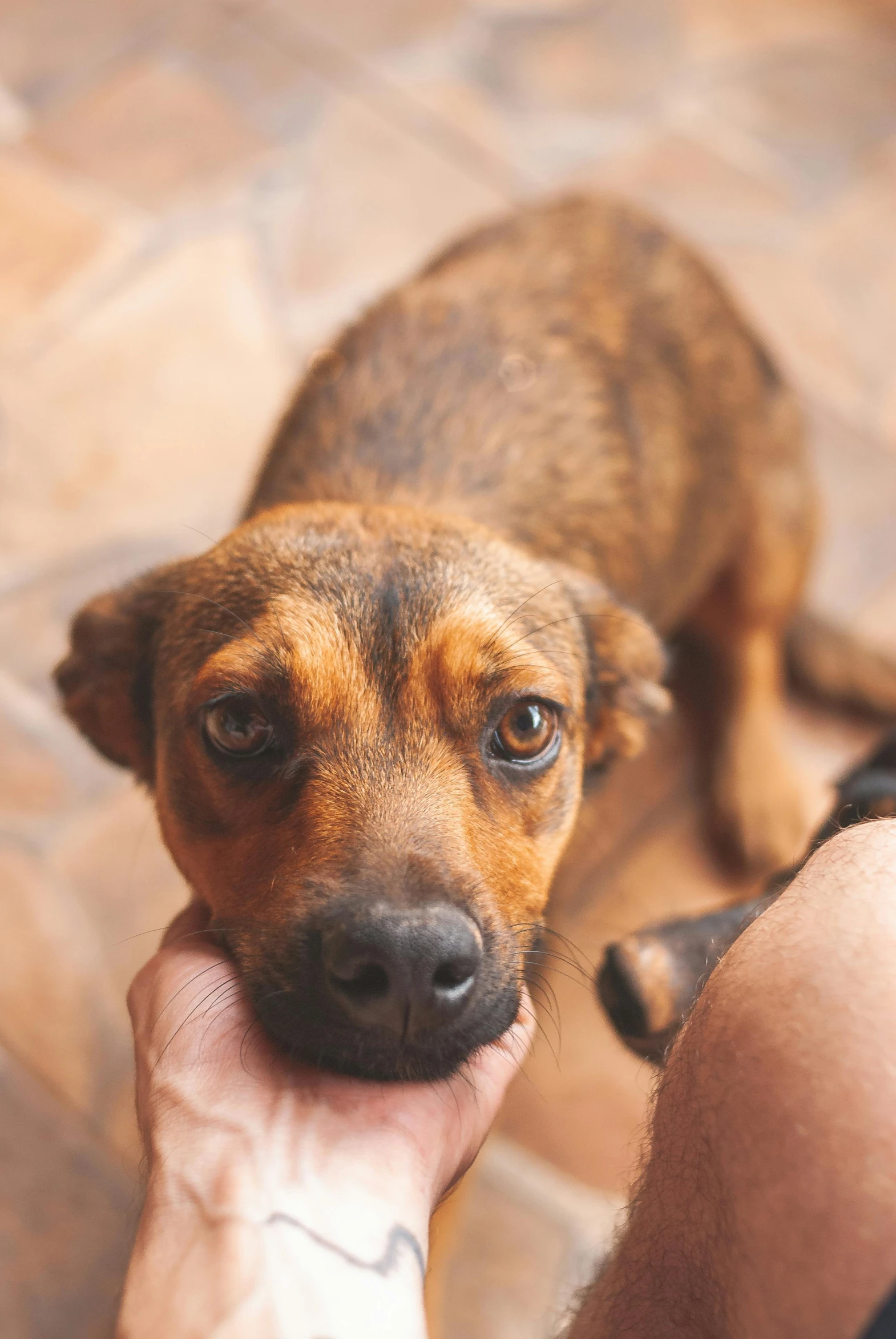 a close up of a person holding a dog in their hand, sri lanka, adopt, brown:-2, concerned