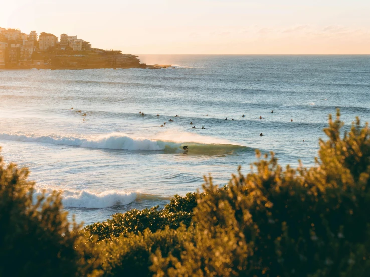 a group of people riding surfboards on top of a wave, by Lee Loughridge, unsplash contest winner, bondi beach in the background, lush vista, evening sunlight, vibrant foliage