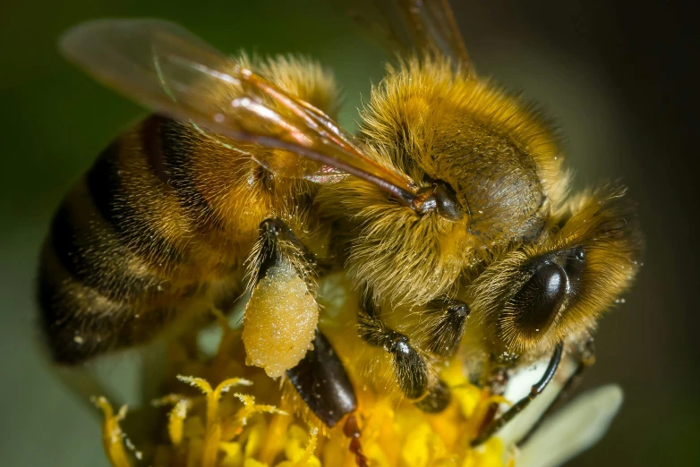 a close up of a bee on a flower, by Adam Marczyński, two male, yellow, avatar image, uncrop