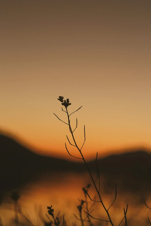 a close up of a plant with mountains in the background, by Andries Stock, minimalism, ((sunset)), near a lake, soft light - n 9, silhouette :7