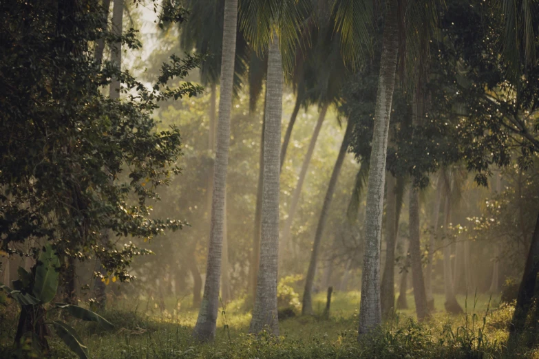 a herd of elephants walking through a lush green forest, a detailed matte painting, by Eglon van der Neer, unsplash contest winner, australian tonalism, coconut palms, in the morning light, bangladesh, medium format. soft light