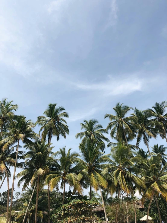 a group of palm trees sitting on top of a lush green field, happening, beach aesthetic, 2019 trending photo, photo on iphone, sri lanka