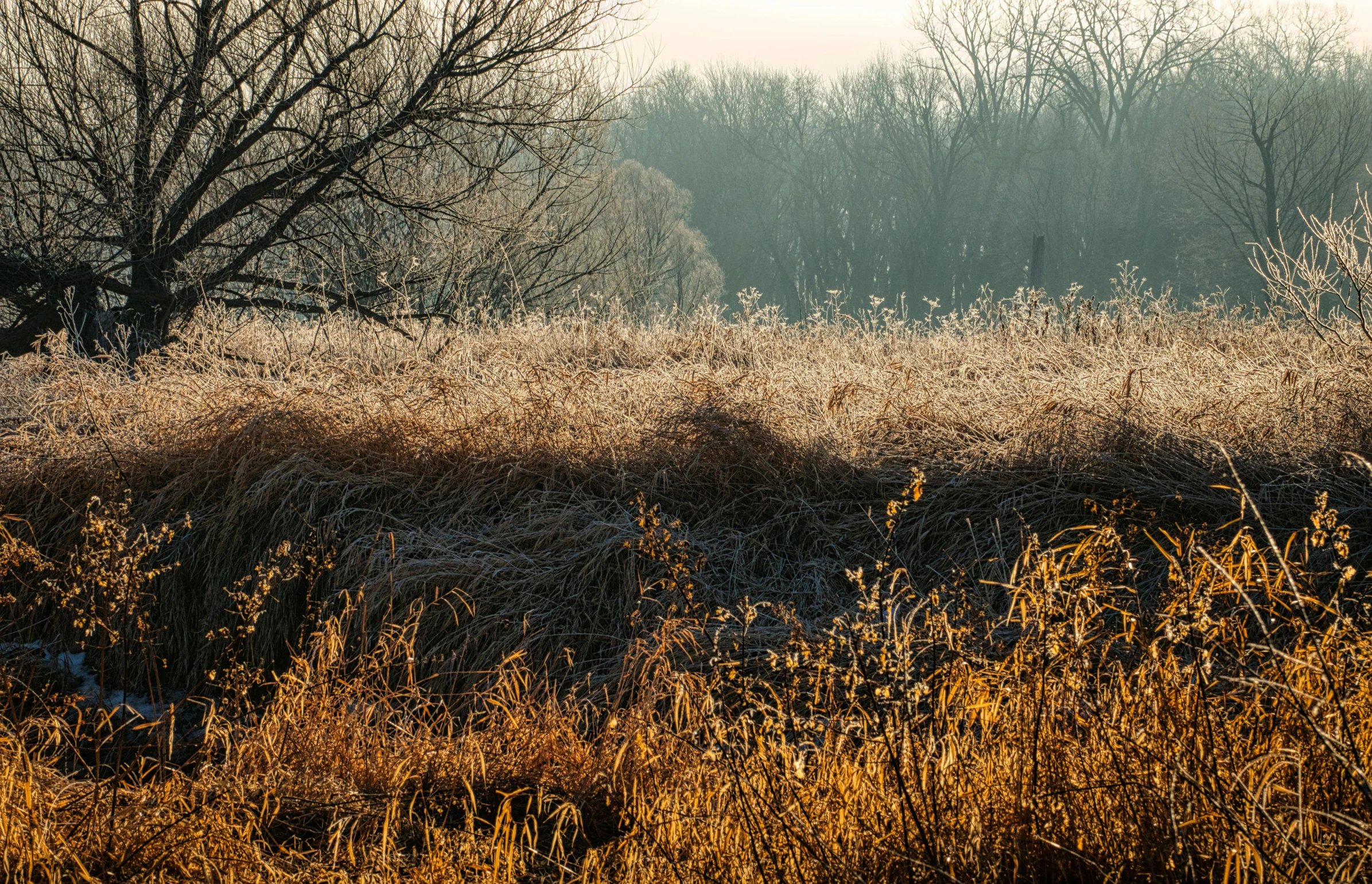 a horse that is standing in the grass, inspired by Elsa Bleda, flickr, tall grown reed on riverbank, frost, today\'s featured photograph 4k, golden morning light