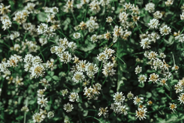 a bunch of white flowers sitting on top of a lush green field, a macro photograph, by Emma Andijewska, unsplash, 1024x1024, dried herbs, clover, infinite intricacy