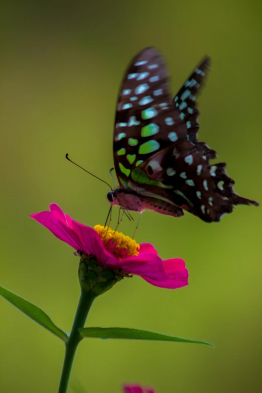 a butterfly sitting on top of a pink flower, a green, hyper color photograph, today\'s featured photograph 4k, 8 k smooth