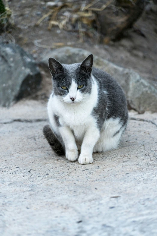 a gray and white cat sitting on the ground, unsplash, photorealism, high-quality photo, looking menacing, tourist photo, annoyed