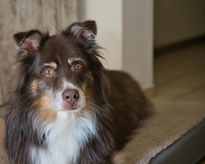 a brown and white dog laying on top of a rug, pexels contest winner, aussie, an oldman, bedhead, at the sitting couch