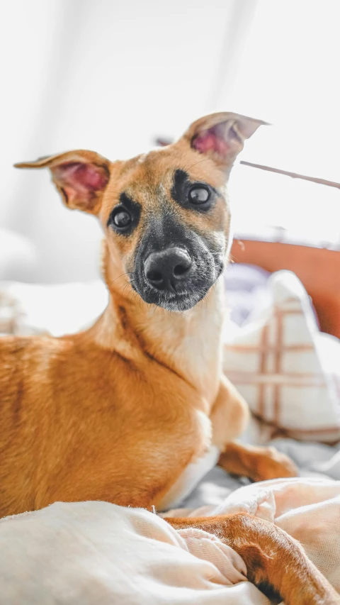 a brown dog laying on top of a bed, inspired by Elke Vogelsang, trending on unsplash, renaissance, happily smiling at the camera, thumbnail, low quality photo, adoptable