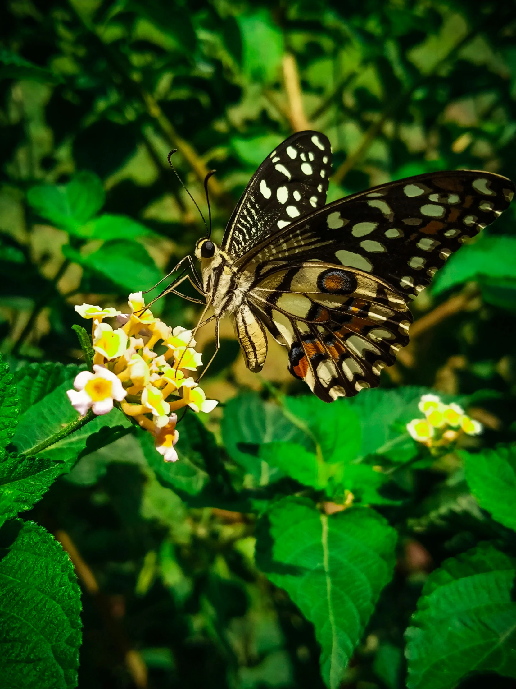 a close up of a butterfly on a flower, by Sudip Roy, graphic print, tall, spotted, cinematic photograph