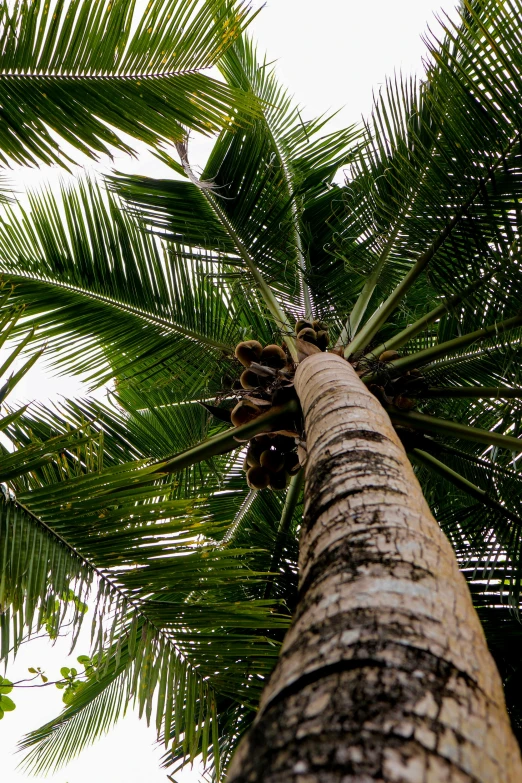 a tall palm tree with lots of green leaves, unsplash, coconuts, high angle close up shot, multiple stories, brown