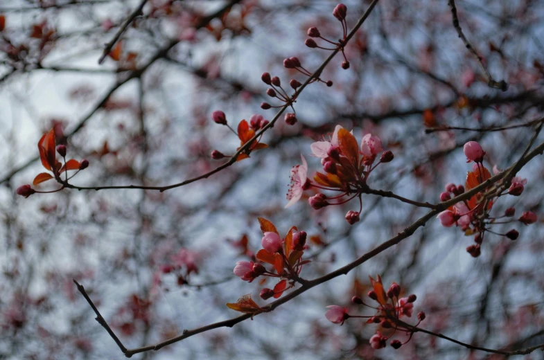 a close up of a tree with pink flowers, muted blue and red tones, taken with sony alpha 9, flowering buds, sakura