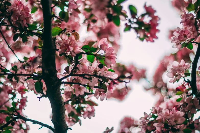 a close up of a tree with pink flowers, trending on pexels, alessio albi, lo fi, with fruit trees, pink clouds