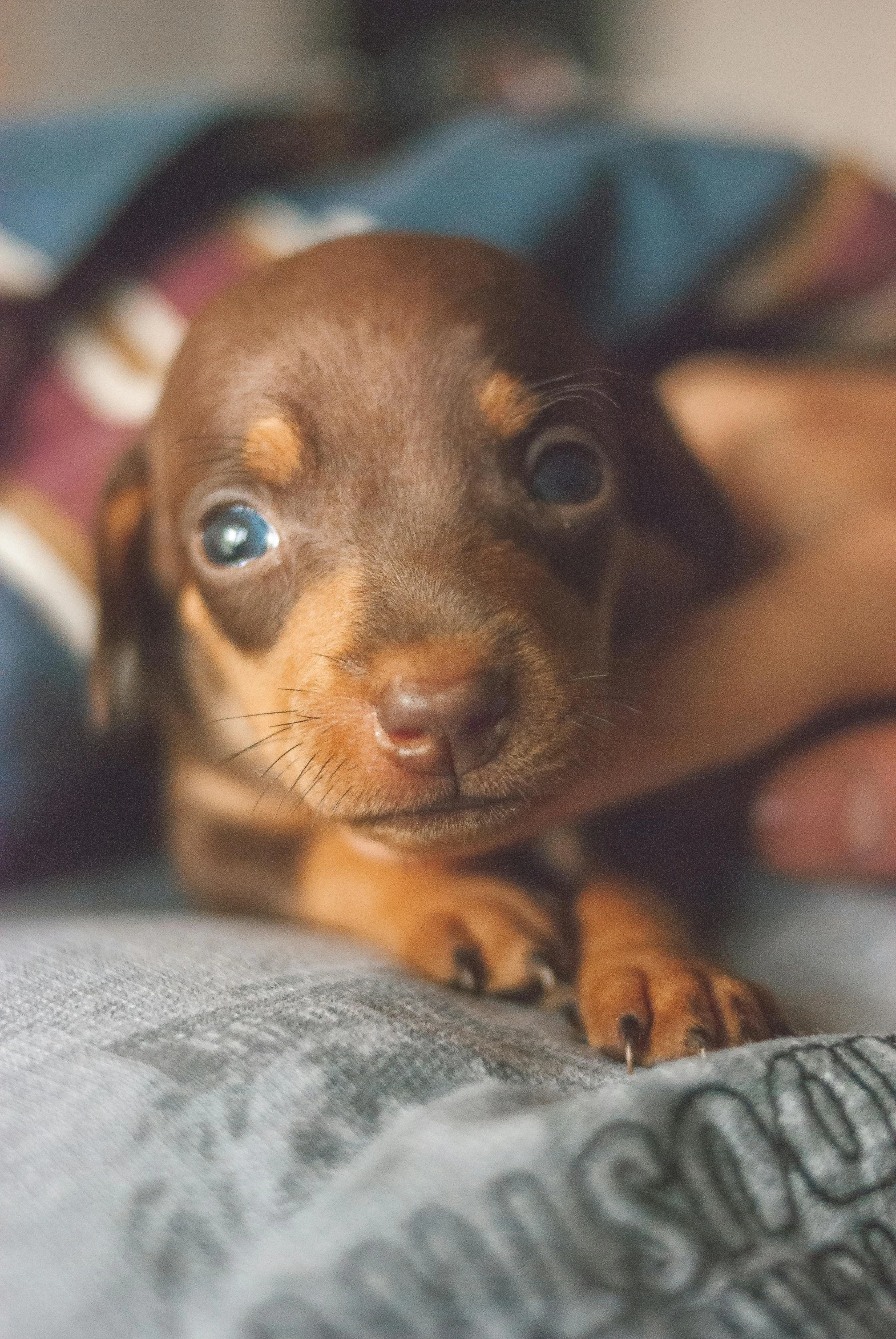 a small brown dog laying on top of a bed, shutterstock contest winner, photorealism, piercing blue eyes, weenie, puppies, holding it out to the camera