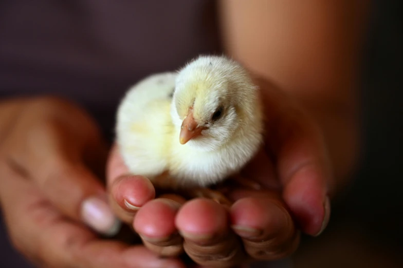 a person holding a small chicken in their hands, pexels contest winner, australian, the birth, yellow, endangered