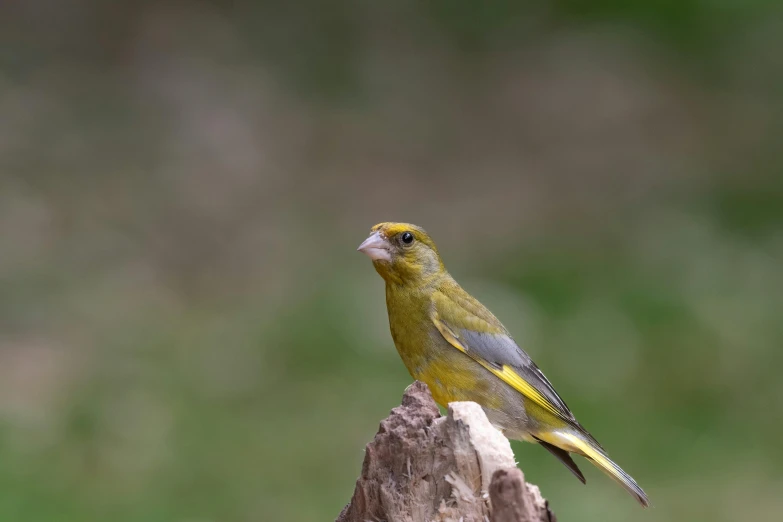 a small yellow bird sitting on top of a tree stump, olive, striking colour, 1 female, moulting