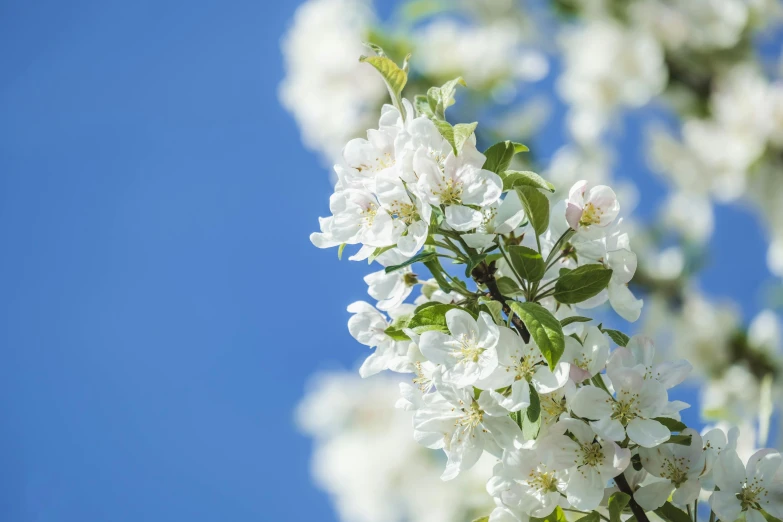 a tree with white flowers against a blue sky, unsplash, background image, apple, instagram post, high resolution