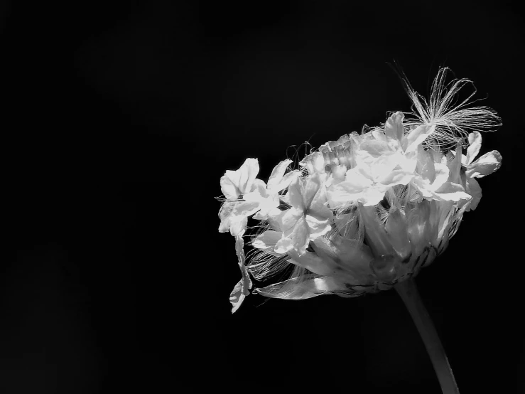 a black and white photo of a flower, a black and white photo, by Jan Rustem, art photography, portrait image, crying queen of feathers, nature photo