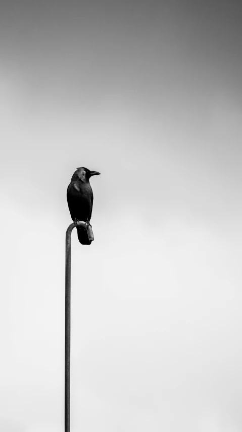 a black bird sitting on top of a pole, a black and white photo, crow head, monochrome:-2, black main color, sittin