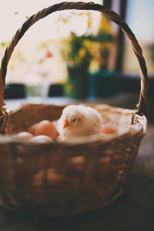 a basket filled with eggs sitting on top of a table, pexels contest winner, renaissance, cute animal, soft warm light, square, a quaint