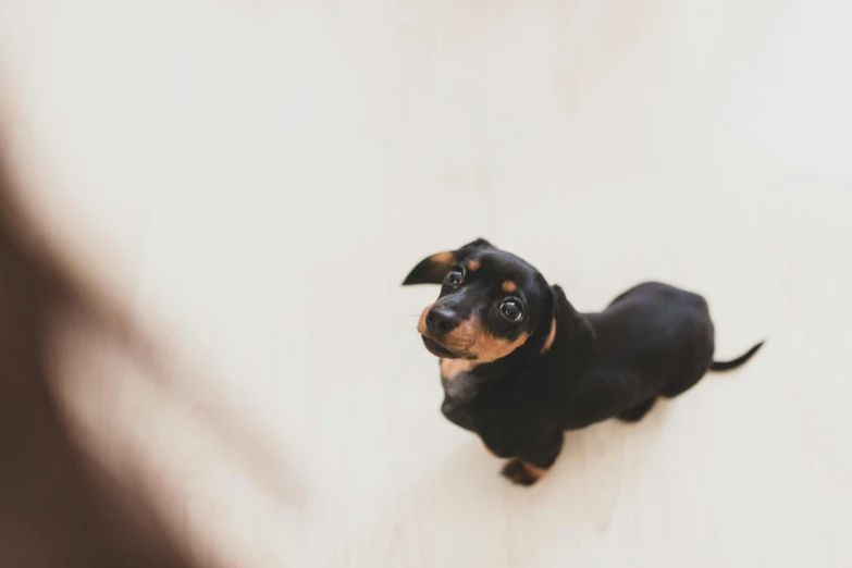 a small black and brown dog sitting on a white surface, pexels contest winner, weenie, taking from above, very shallow depth of field, top selection on unsplash