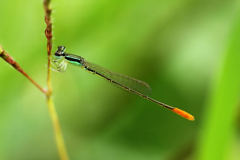 a close up of a dragonfly on a plant, by Jan Rustem, pexels contest winner, hurufiyya, avatar image, long tail, ilustration, thin dof