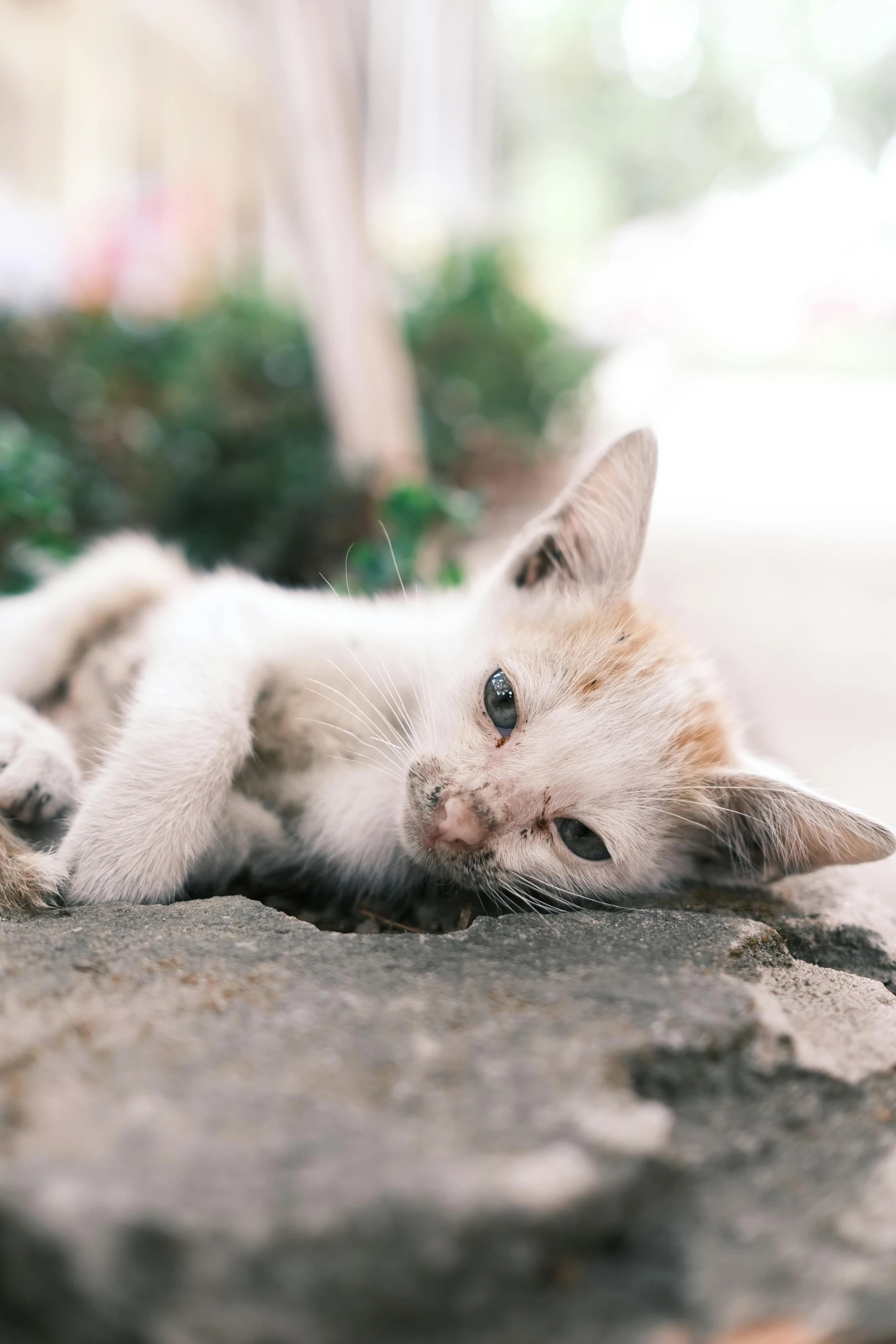 a close up of a cat laying on a rock, on the concrete ground, jia ruan