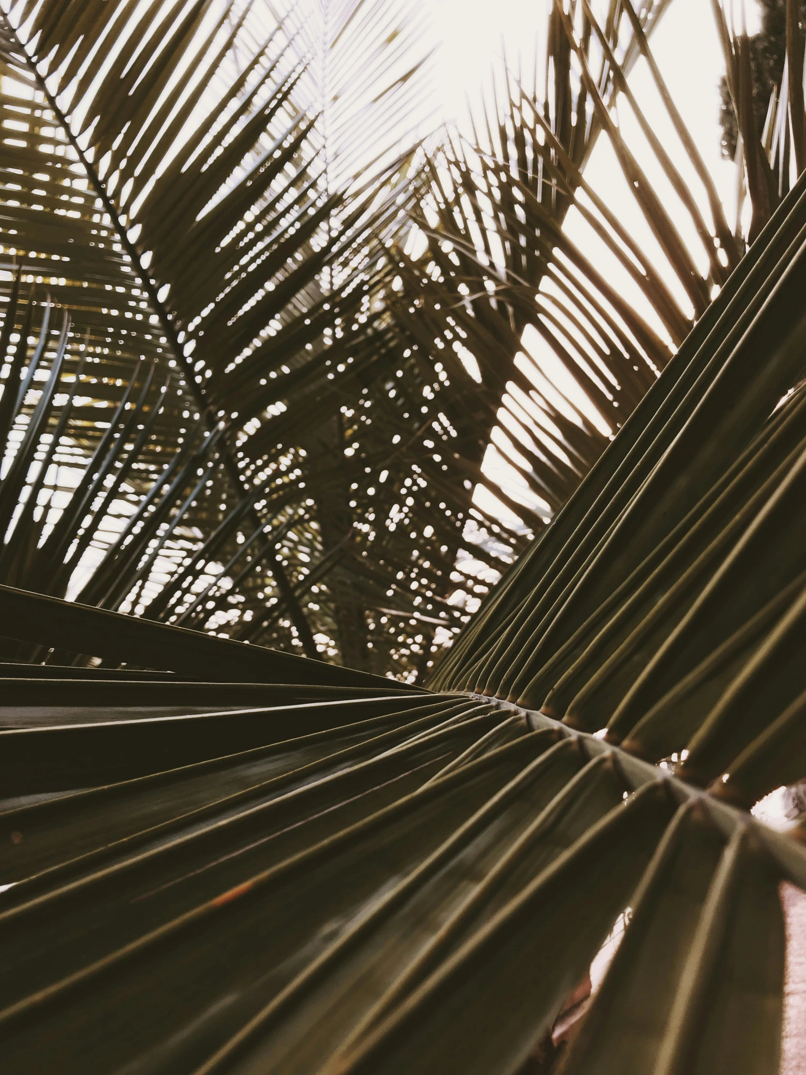 a bird sitting on top of a palm tree, by Nathalie Rattner, trending on unsplash, visual art, big leaf bra, as seen from the canopy, low quality photo, ilustration