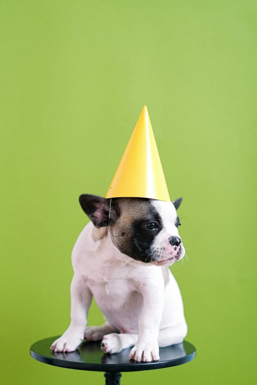 a small dog sitting on a stool wearing a party hat, an album cover, pexels, 10k, a green, 1 2 9 7, petite
