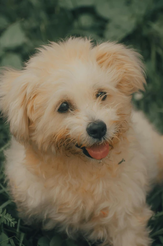 a small white dog sitting on top of a lush green field, pexels contest winner, renaissance, fluffy orange skin, highly detailed photo of happy, warm shading, blurred photo