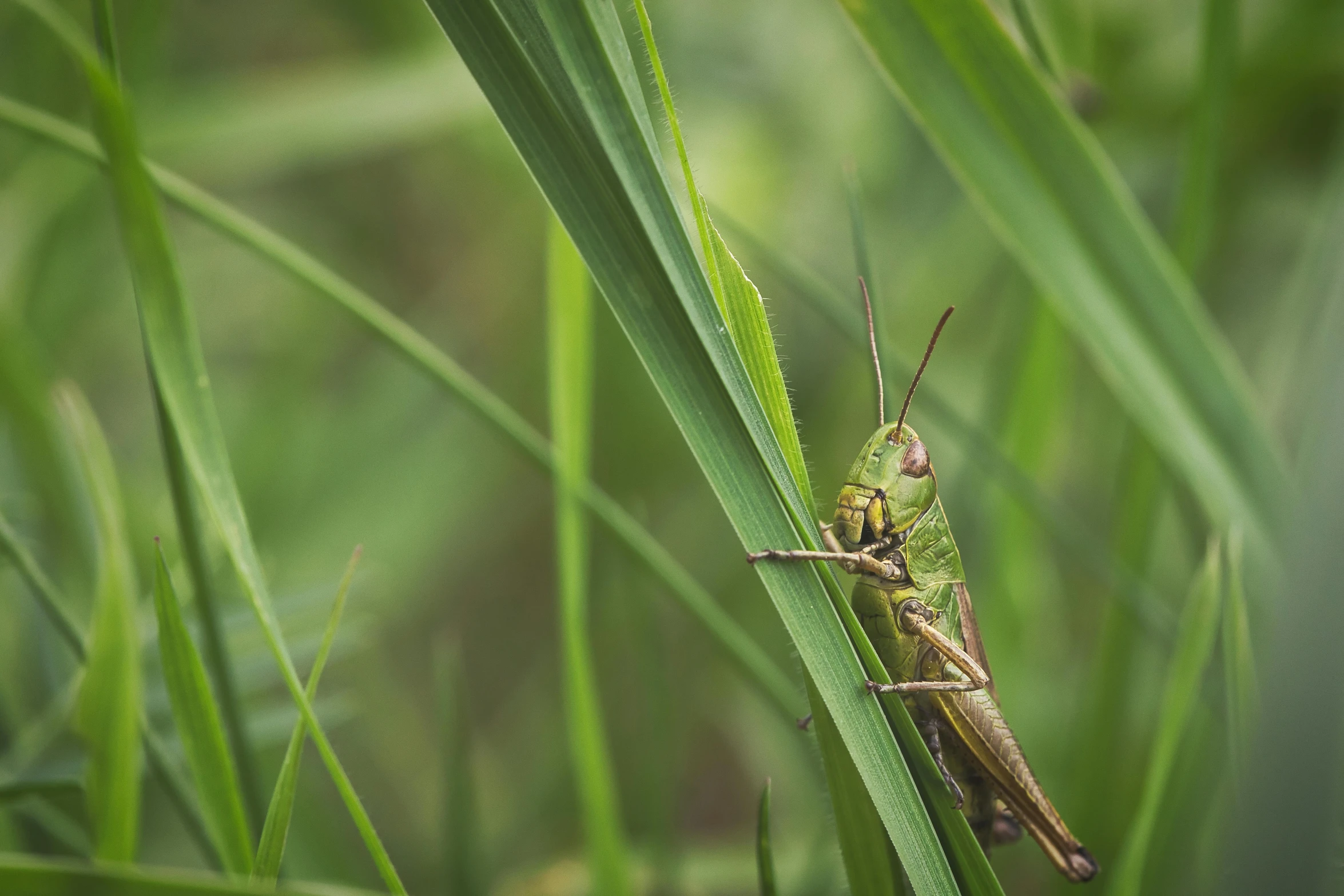 a close up of a grasshopper on a blade of grass, pixabay contest winner, 2019 trending photo, farming, instagram picture, muted green