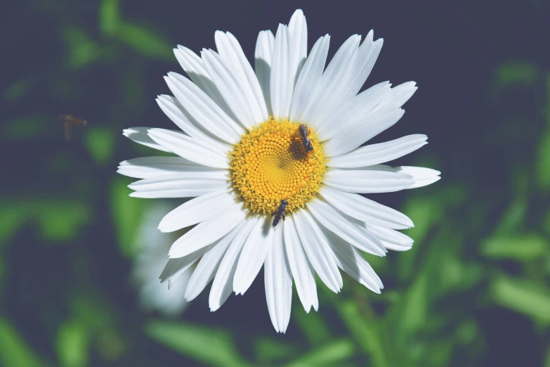 a close up of a flower with a bee on it, pexels contest winner, chamomile, avatar image, ilustration, male and female