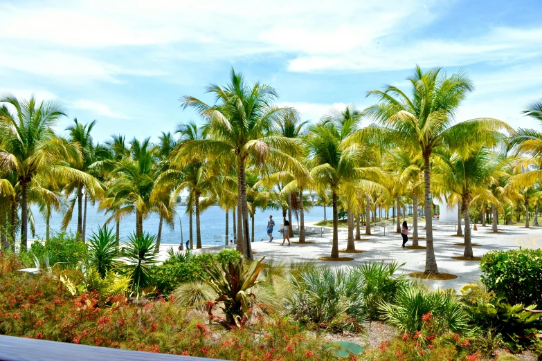 a number of palm trees near a body of water, pexels contest winner, visual art, calatrava, vibrant greenery outside, in a beachfront environment, keys