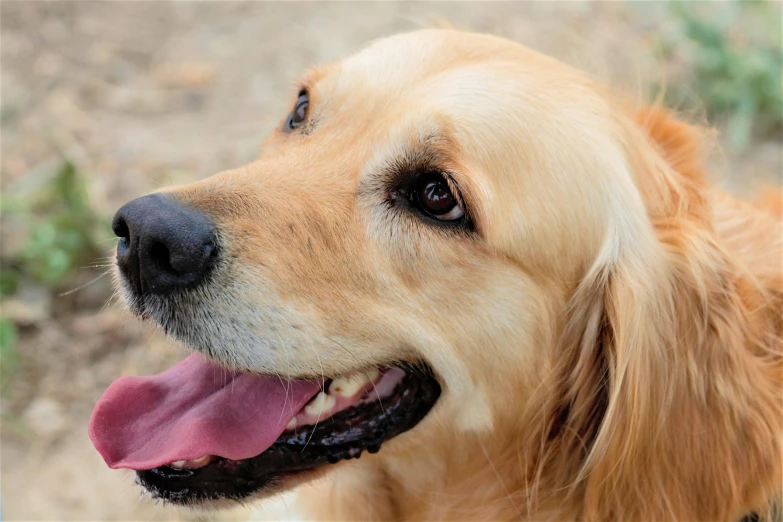 a close up of a dog with its tongue out, by Niko Henrichon, pixabay, golden retriever, grain”