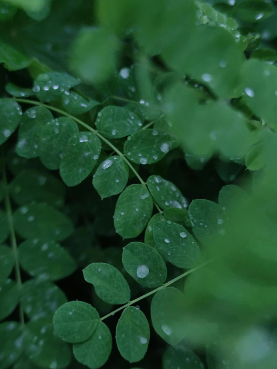 a close up of a plant with water droplets on it, inspired by Elsa Bleda, unsplash, moringa juice, low quality footage, promo image, lush forests