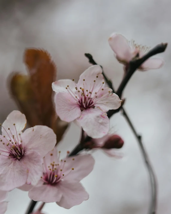 a close up of some pink flowers on a tree, by Robbie Trevino, trending on unsplash, on a pale background, brown, cherry, on grey background