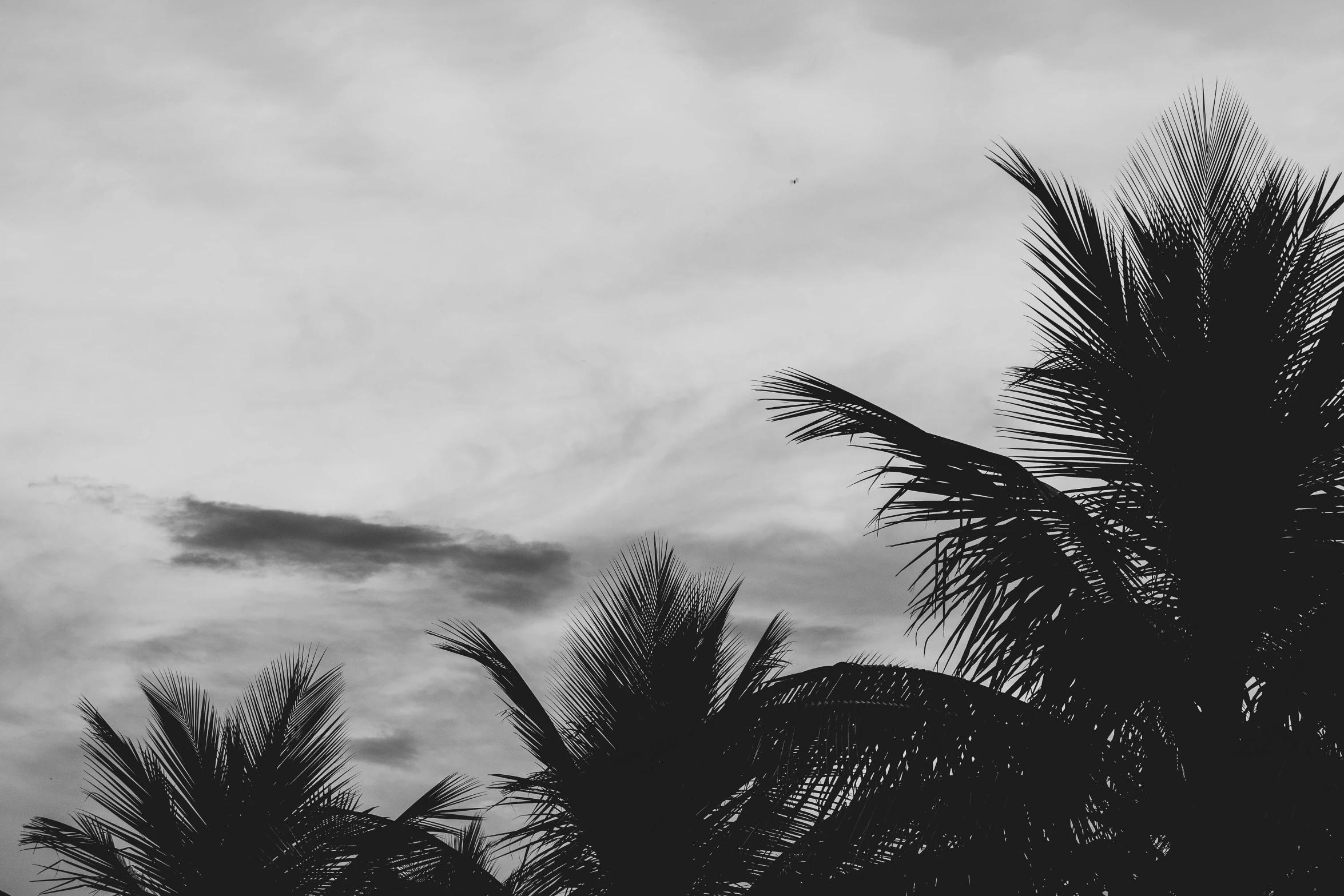 a black and white photo of palm trees, by Robbie Trevino, pexels contest winner, birds on sky, humid evening, patches of sky, wallpaper mobile