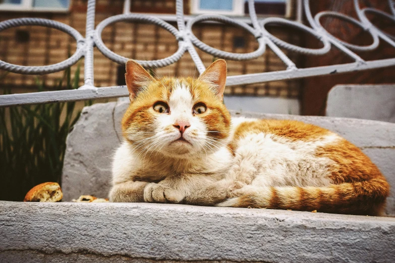 an orange and white cat laying on a ledge, a picture, by Julia Pishtar, unsplash, renaissance, old male, an afghan male type, looking defiantly at the camera, animals in the streets