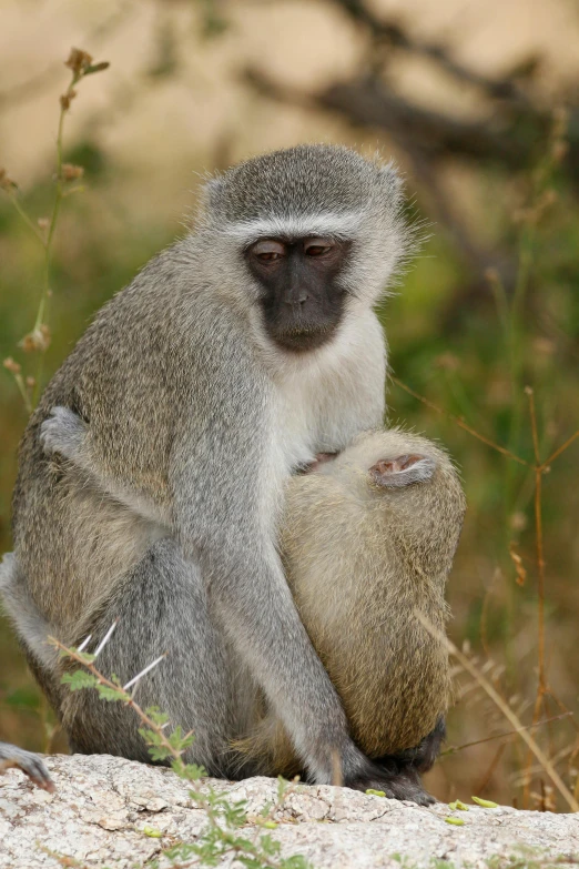 a small monkey sitting on top of a rock, hugging each other, on the african plains, pale grey skin, white male