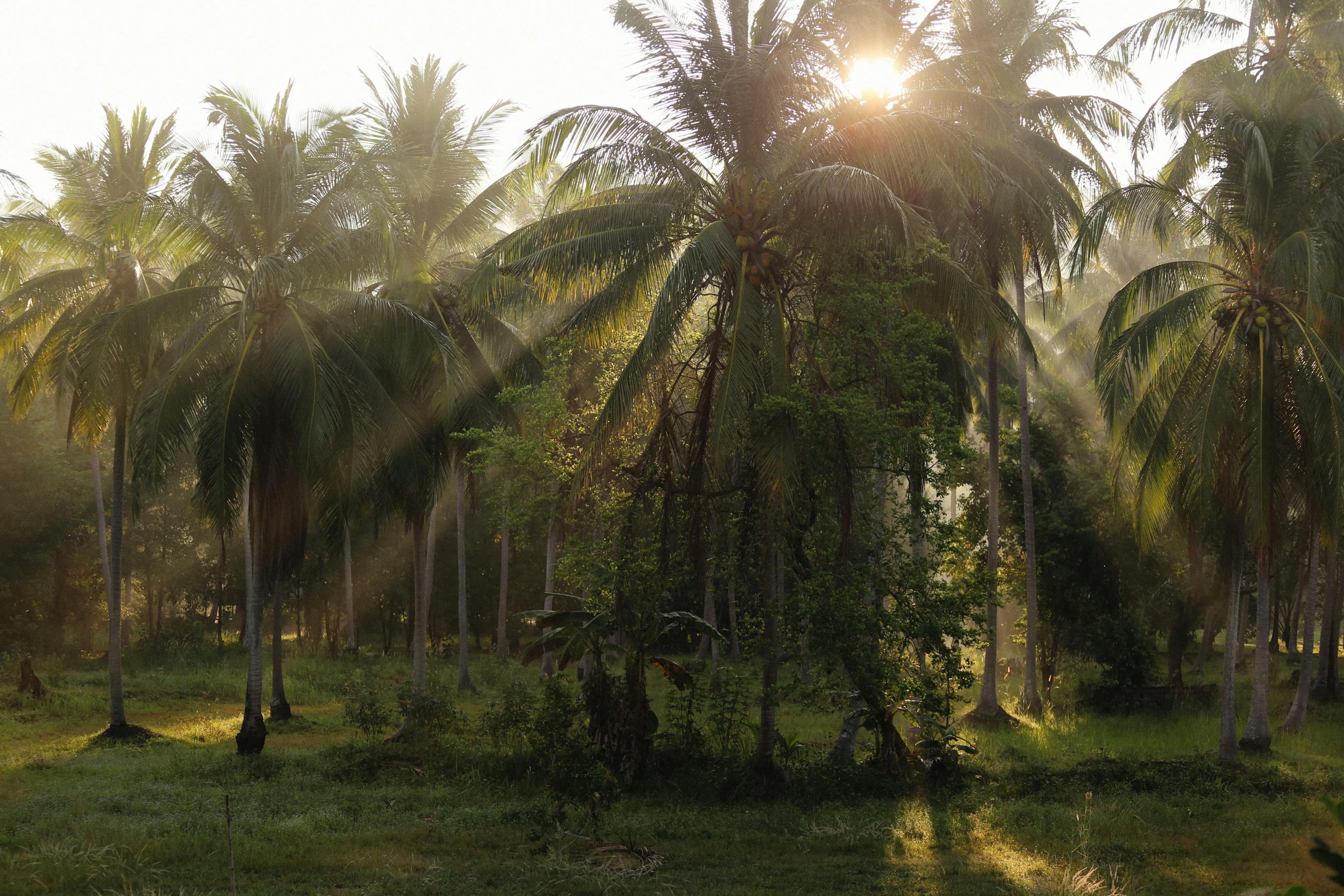 the sun shines through the palm trees in the jungle, by Jessie Algie, pexels contest winner, sumatraism, late afternoon light, coconuts, laos, ayahuasca ceremony